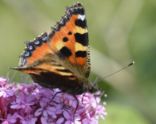 Aglais urticae